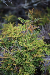 Gleichenia alpina
