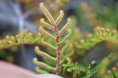 Gleichenia alpina