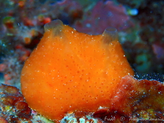 Aplidium elegans