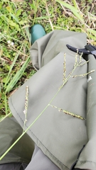 Urochloa mutica