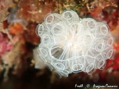 Botrylloides crystallinus