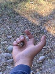 Macrobrachium americanum