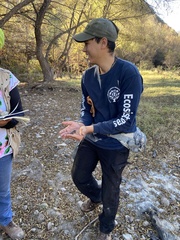 Macrobrachium americanum