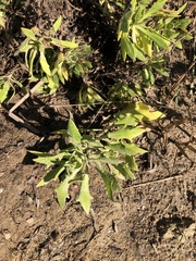 Dimorphotheca fruticosa