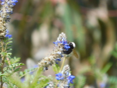 Bombus funebris