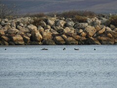 Anas platyrhynchos platyrhynchos