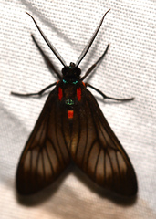Hypocharis clusia