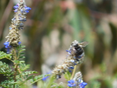 Bombus funebris