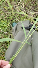 Urochloa mutica