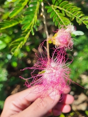 Calliandra surinamensis