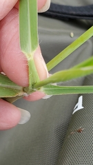 Urochloa mutica