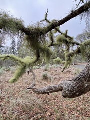 Usnea subfloridana