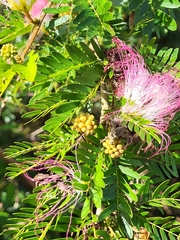 Calliandra surinamensis