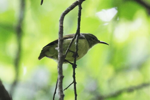 Little Green Sunbird (Anthreptes seimundi)