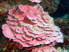 Lithophyllum stictaeforme