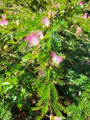Calliandra surinamensis
