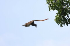 Cercopithecus ascanius schmidti