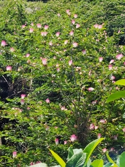 Calliandra surinamensis