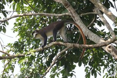 Cercopithecus ascanius schmidti