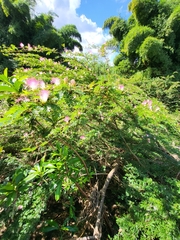 Calliandra surinamensis