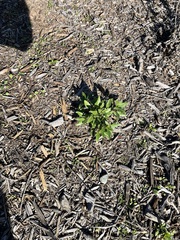 Helminthotheca echioides