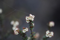 Epacris alpina