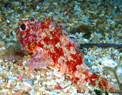 Scorpaena notata