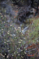 Epacris alpina