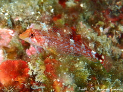 Tripterygion delaisi