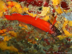 Tripterygion melanurus