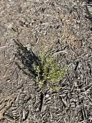 Amaranthus albus