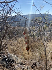 Erythrina flabelliformis