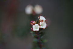 Epacris alpina