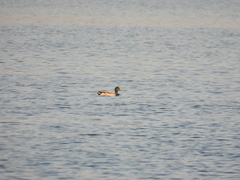 Anas platyrhynchos platyrhynchos