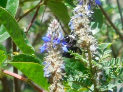 Bombus funebris