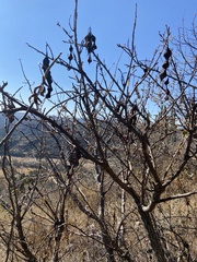 Erythrina flabelliformis