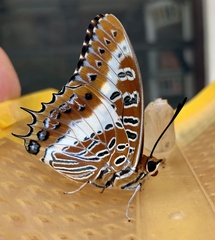 Charaxes brutus