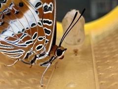 Charaxes brutus