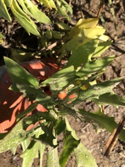 Dimorphotheca fruticosa