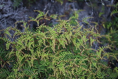 Gleichenia alpina