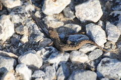 Mediodactylus orientalis