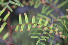 Gleichenia alpina
