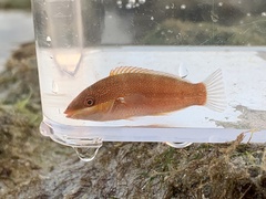 Labridae