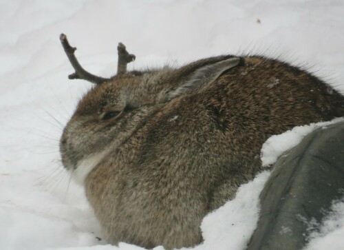 Eastern Cottontail photographed in Minnesota