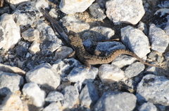 Mediodactylus orientalis