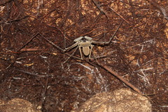 Amblypygi