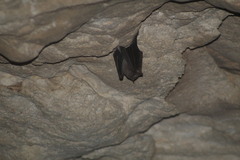 Artibeus jamaicensis