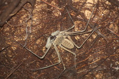 Amblypygi