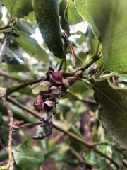 Garrya elliptica