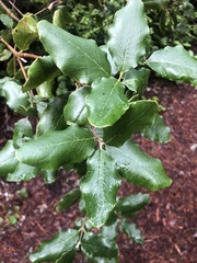 Garrya elliptica